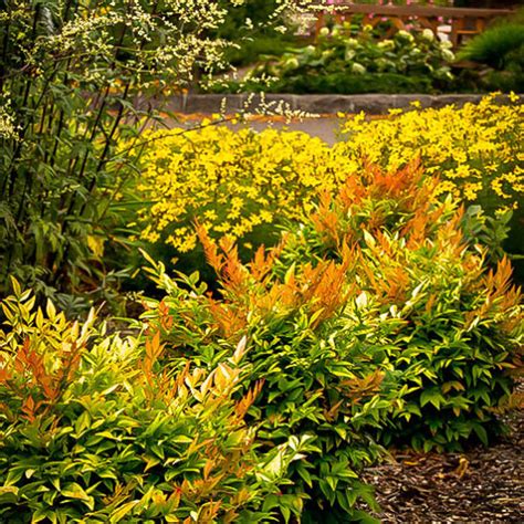 With an attractive compact habit and bright colorful leaves, it makes an excellent addition to a walkway planting, a low hedge, courtyard or planted as a specimen or in small groupings in a cottage garden. Gulf Stream Nandina | The Tree Center™