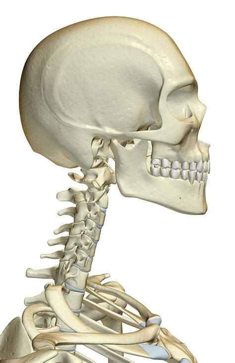Neck Bone Anatomy