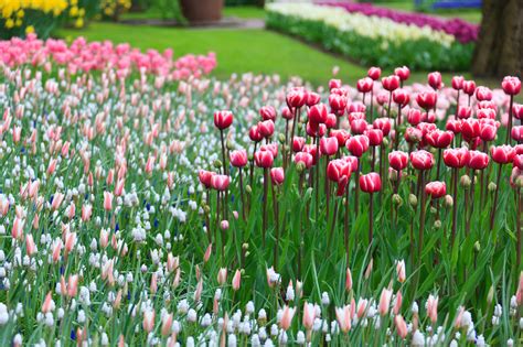 Blooming Flower Garden Free Stock Photo Public Domain Pictures