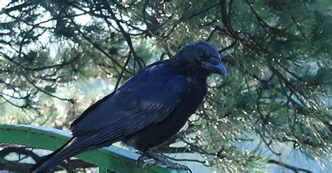 Grosser Schwarzer Vogel In Außerhalb Salzburgs Schöne Heimat Fotoblog Snat