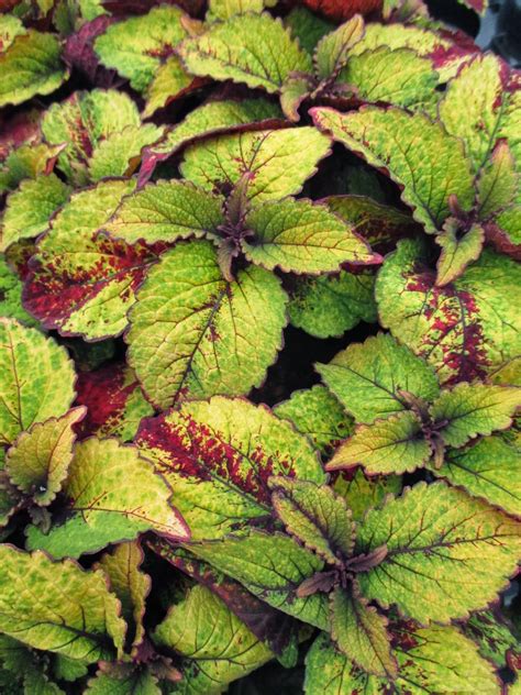 We are a fun, hard working and innovative group who believes in connecting people to the highest quality plant product and partnering with them to provide the information and tools they need to be successful in their business. Rotary Botanical Gardens - Hort Blog: Productive But Chilly