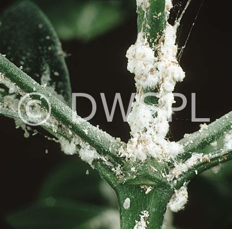 They also may need judicious pruning of dead branches. CITRUS SCALE INSECT (PLANNOCOCCUS CITRI)