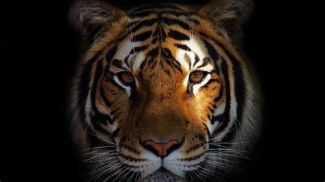 More images for gucci wallpaper hd 4k » Lion Closeup, HD Animals, 4k Wallpapers, Images ...