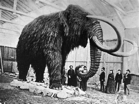 Woolly Mammoth Cloning War Scientists Are Divided Over The Ethics Of