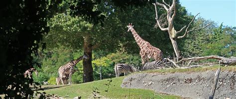 Woodland Park Zoo In Seattle Wa Adam Flickr
