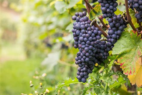 Once the vine is in full leaf, increase this feeding to weekly intervals. Free Images : grape, vine, vineyard, fruit, purple, food ...