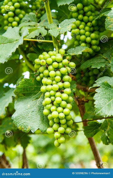 Grapes On The Tree In The Garden Stock Photo Image Of Tourism Plant