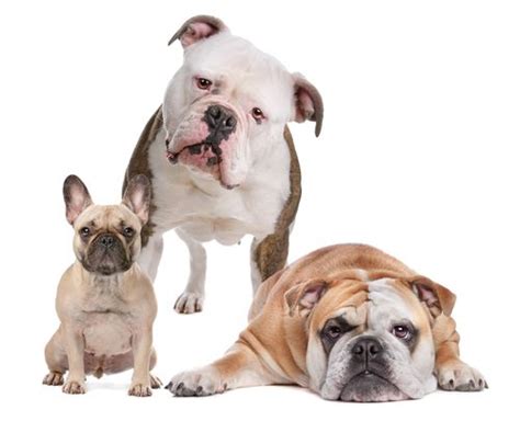 The english bulldog, also popularly known as the british bulldog, churchill dog, and bulldog, is a dog breed that originated in europe. The Difference Between American, English & French Bulldogs ...