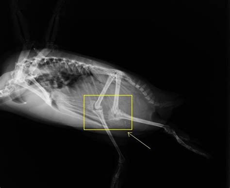Penguin Knee Inside Body Penguins Mind Blown Weird Facts