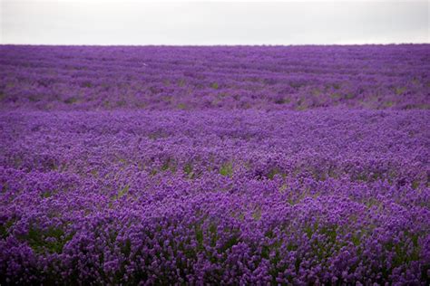 Lavender plants belong to the mint family. Lavender Fields 3 | Flickr - Photo Sharing!