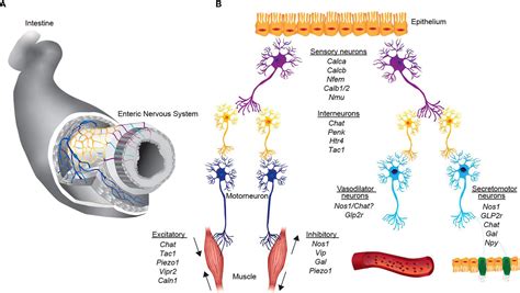Frontiers An Integrated View On Neuronal Subsets In The Peripheral