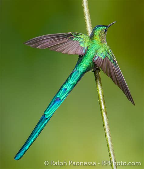 How To Photograph Hummingbirds The Long Tailed Sylph In Ecuador