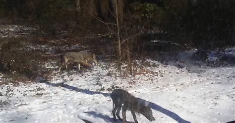 Multiple Coyote Sightings Reported In Lakeside Area