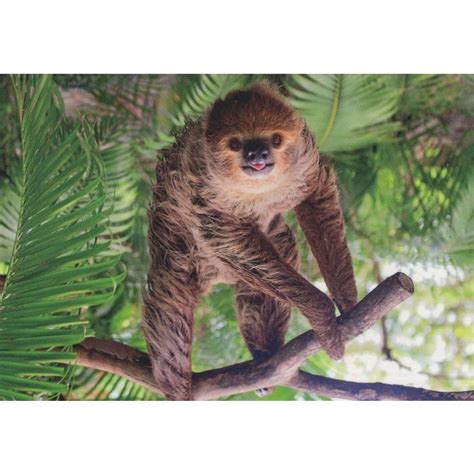 South American Sloth Monkey Sticking Tongue Out Comic Postcard On Ebid
