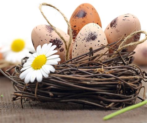 Easter Camomile Flowers Eggs Nest Hd Wallpaper Pxfuel