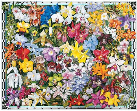 Orchids By Ernest O Brown Flower Jigsaw Puzzles Art Orchids