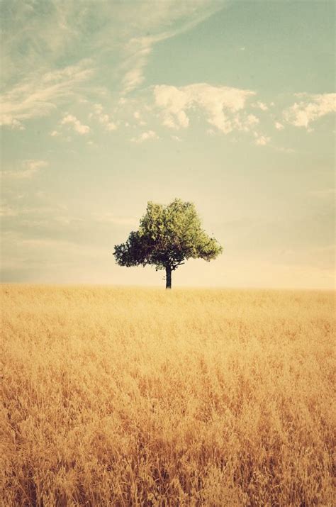 Lone Tree In Field Photography By Adrian Limani Fields Tree Lonely