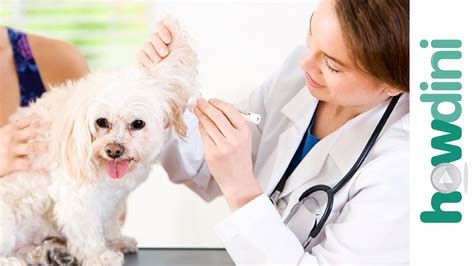 We barely needed to take of the cats. How To Take Care of a Puppy: Your Dog's First Vet ...