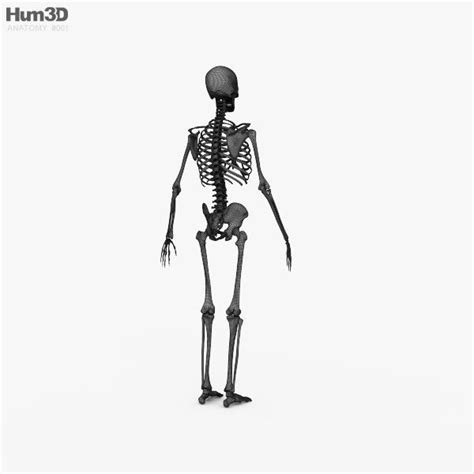 Human Male Skeleton 3d Model Cgtrader