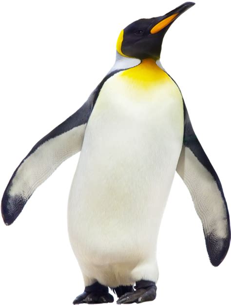 Penguin Clipart Emperor Penguin - Emperor Penguin - Png ...