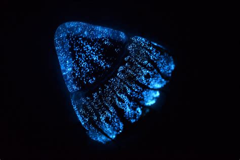 Illuminating The Facts Of Deep Sea Bioluminescence Stories Monterey