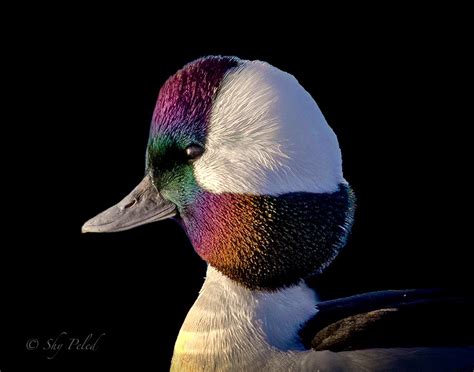 Bufflehead Duck Male Bufflehead Duck Shy Peled Flickr