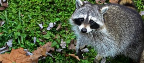 Pop corn eating cat, wayne's dream, racoon. Do Raccoons Eat Cats? Protecting Pets From Wildlife | ABC Blog