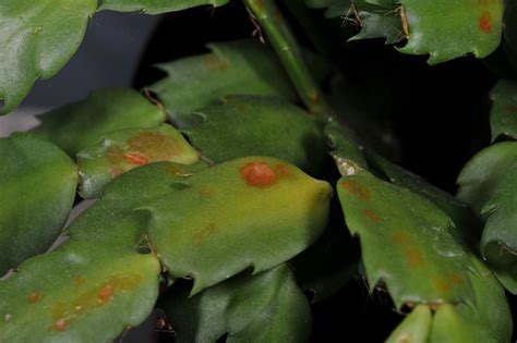 Set the stem section on a paper towel in a dry place indoors, and leave it there for one or two days. Christmas Cactus Blight | Flickr - Photo Sharing!