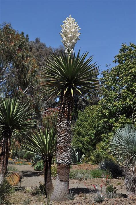 See full list on gardenguides.com It's Yucca season! We have 2 plants of Yucca carnerosana ...