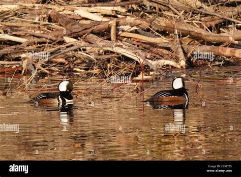 Hooded Mergansers In Breeding Season Flock Stock Photo Alamy