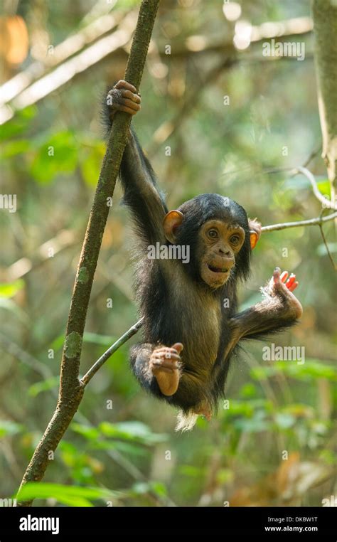 Baby Chimpanzee Playing In A Tree Pan Troglodytes Mahale Mountains