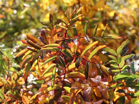 Inflicts blaze on foes afflicted with burning (40% buildup). Sandrose / Carolina-Rose / Wiesenrose - Rosa carolina ...