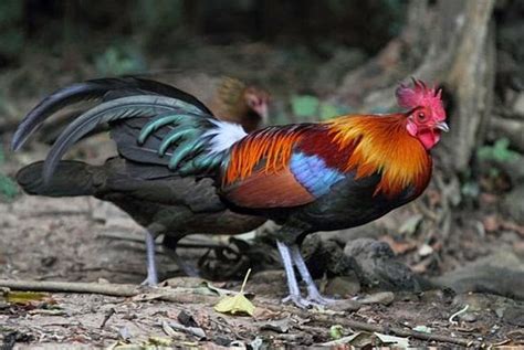 Ayam Hutan Merah Jawa