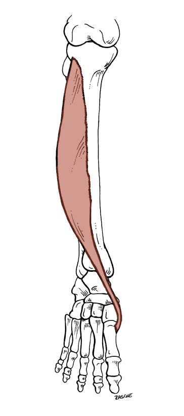 This is an online quiz called naming anterior leg muscles. tibialis-anterior.jpg (364×822) | Muscle anatomy, Muscle, Muscle names