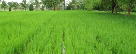 Agriculture In Odisha Tours Orissa