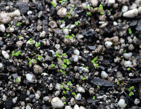 Check out our cactus soil mix selection for the very best in unique or custom, handmade pieces from our gardening & plants shops. Where To Buy Sterile Potting Soil | Tyres2c