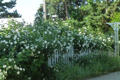 A rose hedge provide a colorful privacy hedge. White rose hedge covered picket fence by AGalWithACamera ...