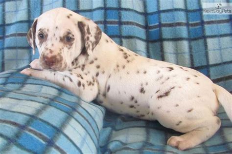 Liver Spotted Female Dalmatian Puppy Dalmatian Puppies For Sale Dog