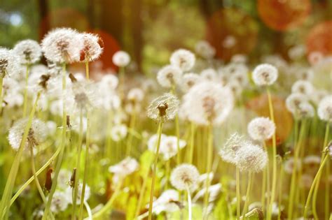 Free Images Nature Outdoor Blossom Sun Field Meadow Dandelion