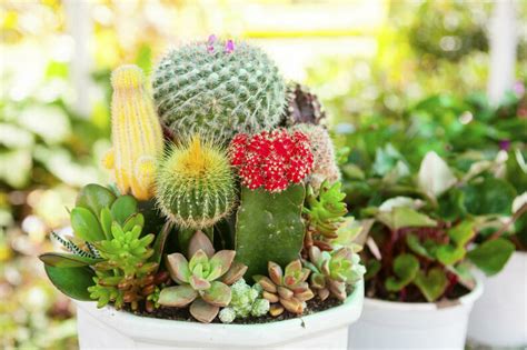 Ver más ideas sobre suculentas, plantas, cactus y suculentas. Cactus y Suculentas: Descubrí TODO sobre las plantas de ...
