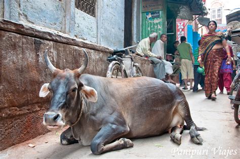 Curiosidades De India La Vaca Sagrada Panipuri Viajes