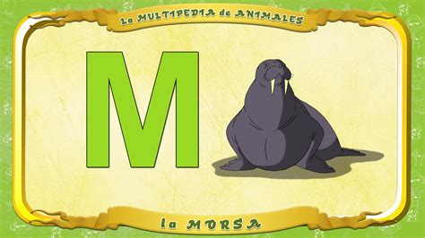 La Multipedia De Animales Letra M La Morsa смотреть онлайн бесплатно