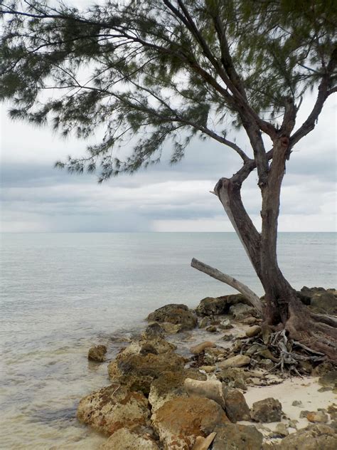 Lone Tree By The Shore · Free Stock Photo