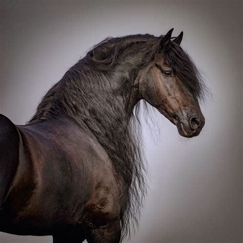 Friesian Horse Horse Dressage Andalusian Horse Horse Equestrian