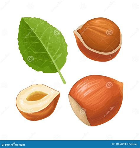Set Whole And Half Hazelnut With Green Leaves Vector Realistic Icon