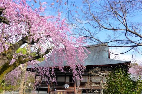 1 Day Kyoto Cherry Blossom Tour Jtb Thailand