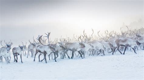 A Herd Of Reindeer In Norway Bing Wallpapers Sonu Rai