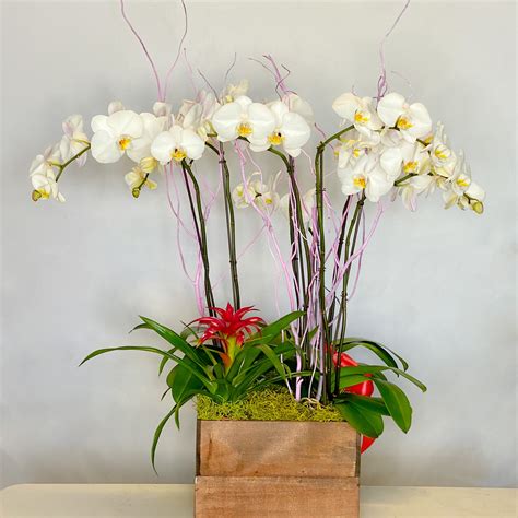 Cherished Memories Orchid In Los Angeles Ca Westwood Flower Shop