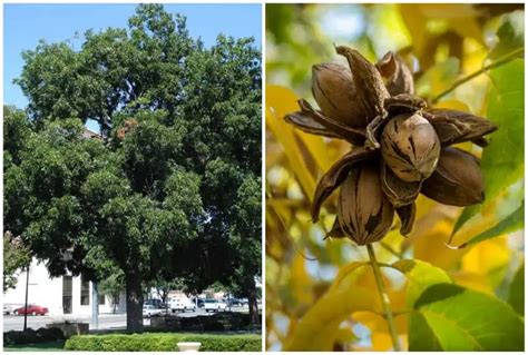 8 Edible Nut Trees You Can Grow In Florida