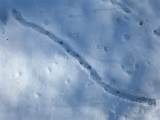 Rodent Tracks In Snow